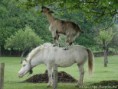 /album/photo-gallery-pet-paradise/worlds-most-funniest-animals-photos-11-jpg/